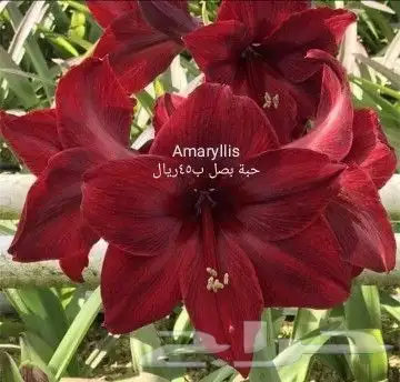 شتلات جلد ثعبان إندونيسيا وغيره 41