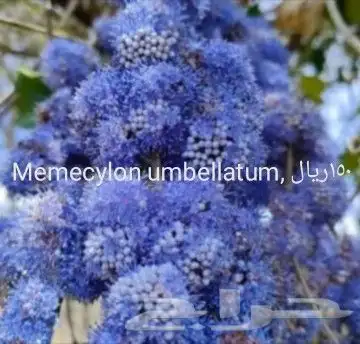 شتلات جلد ثعبان إندونيسيا وغيره 9