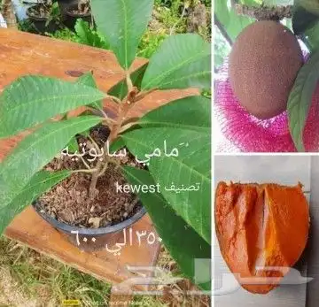 شتلات جلد ثعبان إندونيسيا وغيره 29