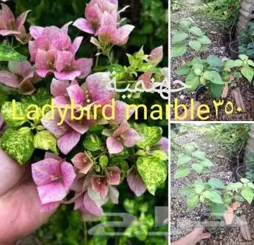 شتلات جلد ثعبان إندونيسيا وغيره 25