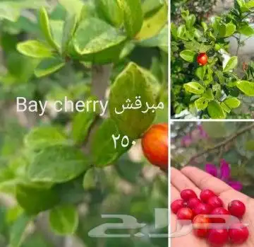 شتلات جلد ثعبان إندونيسيا وغيره 23