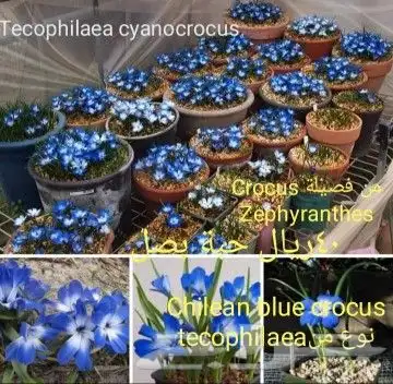 شتلات جلد ثعبان إندونيسيا وغيره 37