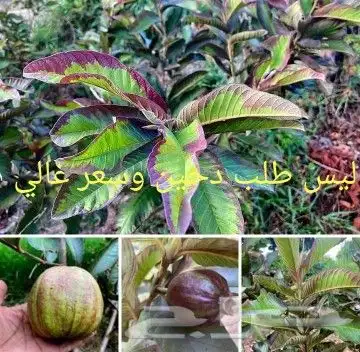 شتلات جلد ثعبان إندونيسيا وغيره 24