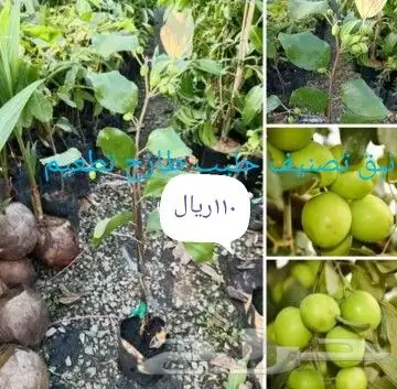 شتلات جلد ثعبان إندونيسيا وغيره 13