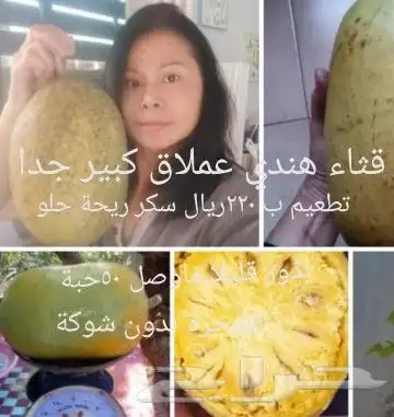 شتلات جلد ثعبان إندونيسيا وغيره 31