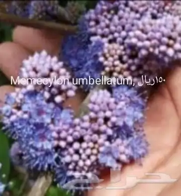 شتلات جلد ثعبان إندونيسيا وغيره 14