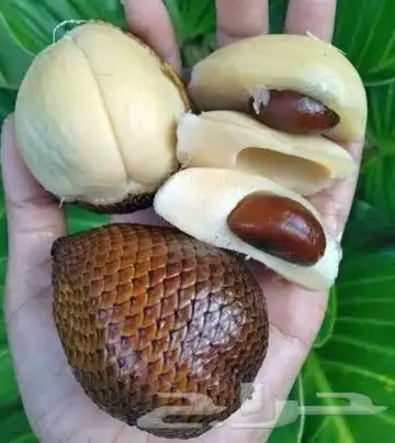 شتلات جلد ثعبان إندونيسيا وغيره 0