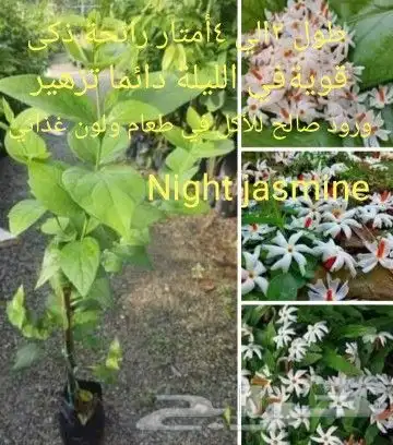 شتلات جلد ثعبان إندونيسيا وغيره 12