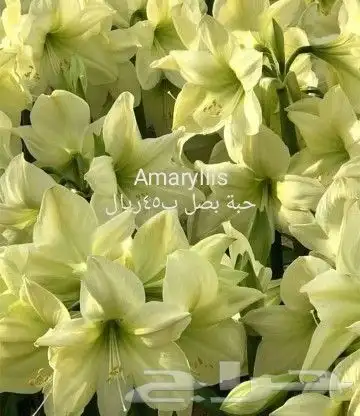 شتلات جلد ثعبان إندونيسيا وغيره 43