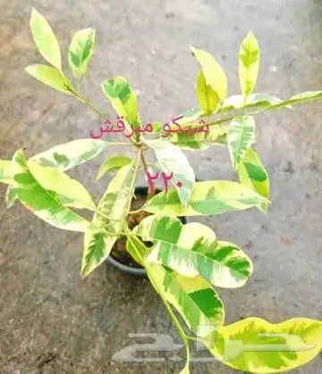 شتلات جلد ثعبان إندونيسيا وغيره 34