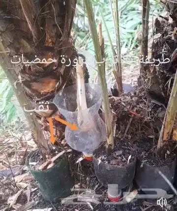 شتلات جلد ثعبان إندونيسيا وغيره 4