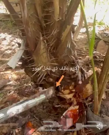 شتلات جلد ثعبان إندونيسيا وغيره 6