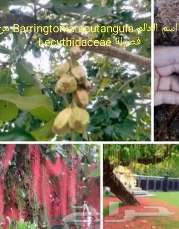 شتلات جلد ثعبان إندونيسيا وغيره 22