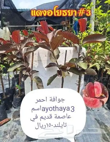 شتلات جلد ثعبان إندونيسيا وغيره 20