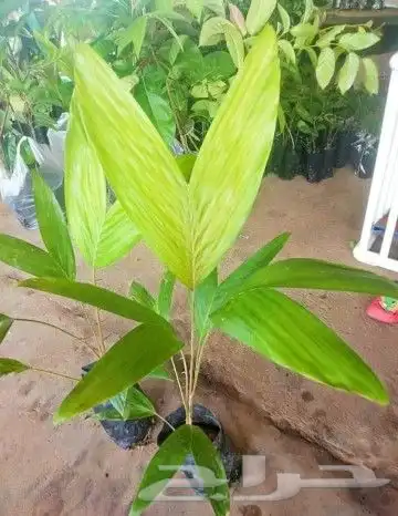 شتلات جلد ثعبان إندونيسيا وغيره 2