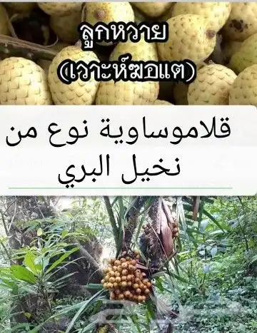 شتلات جلد ثعبان إندونيسيا وغيره 30