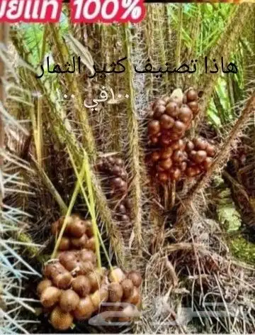 شتلات جلد ثعبان إندونيسيا وغيره 1