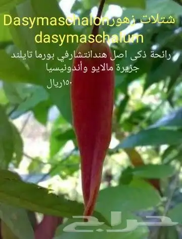 شتلات جلد ثعبان إندونيسيا وغيره 17