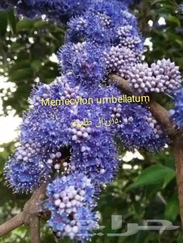 شتلات جلد ثعبان إندونيسيا وغيره 10