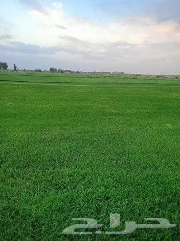 ثيل طبيعي سي الفين درجه اولى شرط 6