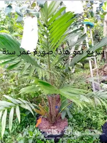 شتلات جلد ثعبان إندونيسيا وغيره 5