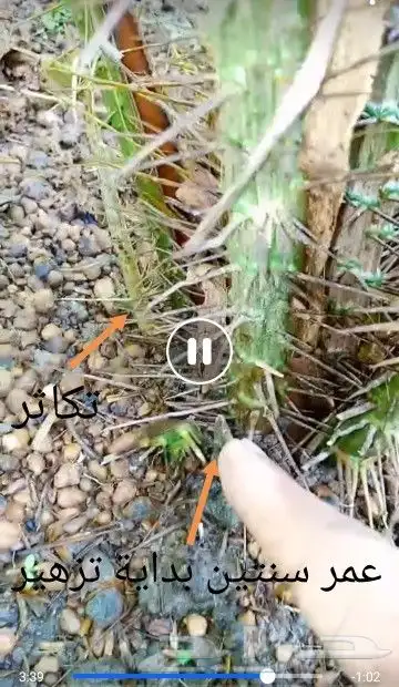 شتلات جلد ثعبان إندونيسيا وغيره 3