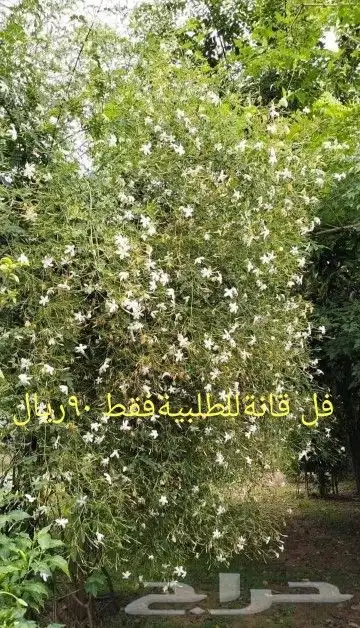 شتلات جلد ثعبان إندونيسيا وغيره 19