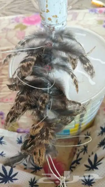 نقل طرح الصقور 9