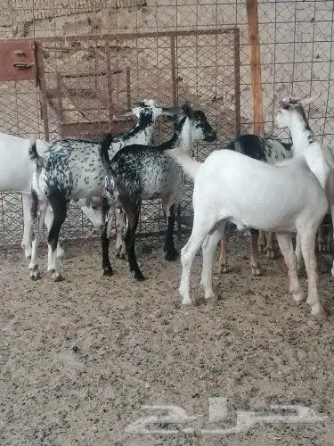 ذبايح حري سواكن وتيوس عوارض وجنوبيه مع امكانيه الذبح وتوصيل 5