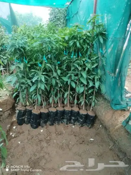 مشاتل جازان صبياء 0