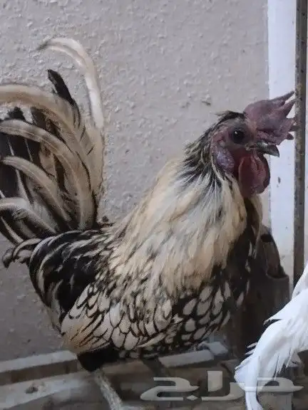 ديك عربي حبحاب عمر سنة ونص 2