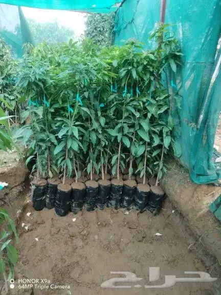 مشاتل جازان صبياء 1