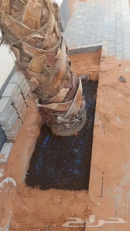 تنظيف وتكريب النخل وسماد ومقوي للجميع النخل 1