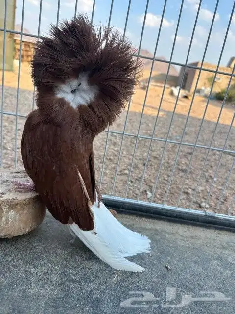 للبيع ذكر جوكوبين 1