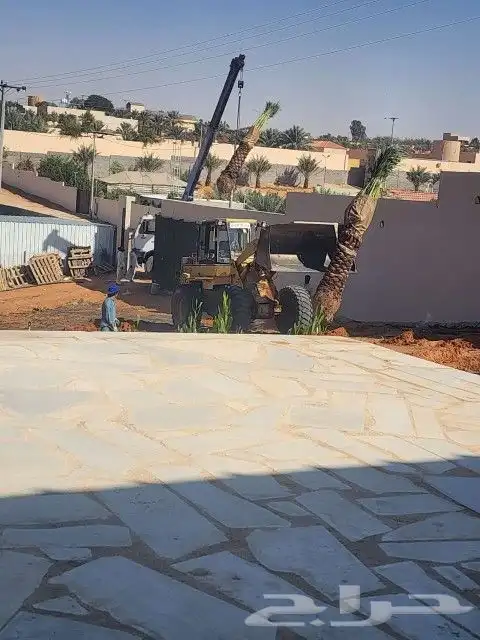 نخيل وشنطوني وعربي جميع المقاسات والانواع 3