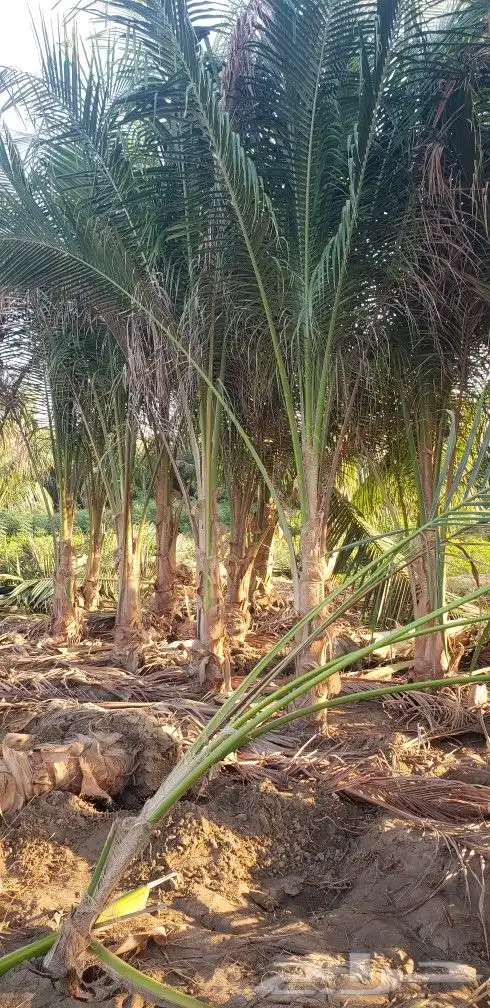 نخل 1