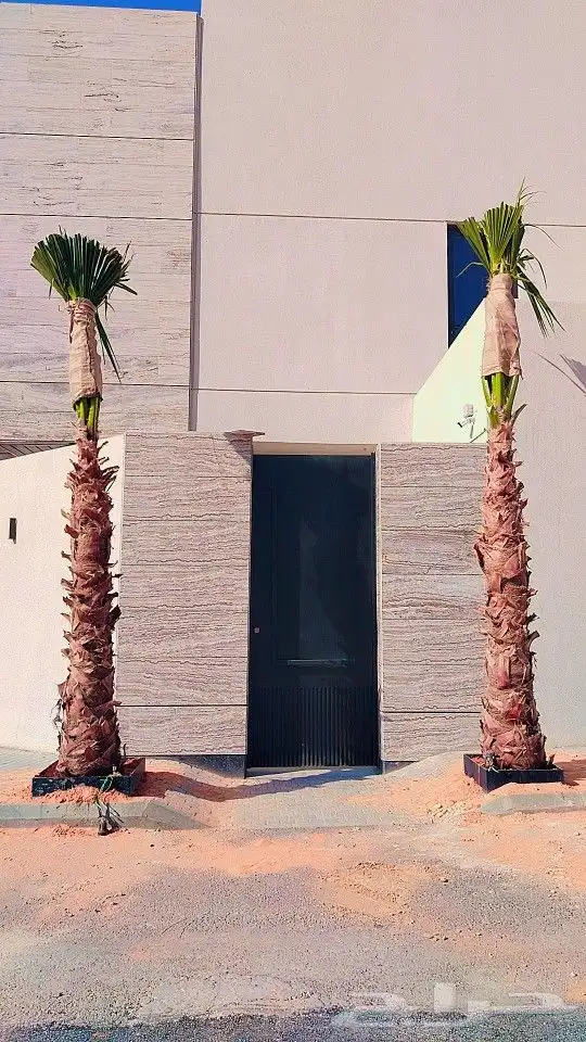 نخل واشنطني نخيل واشنطن 1