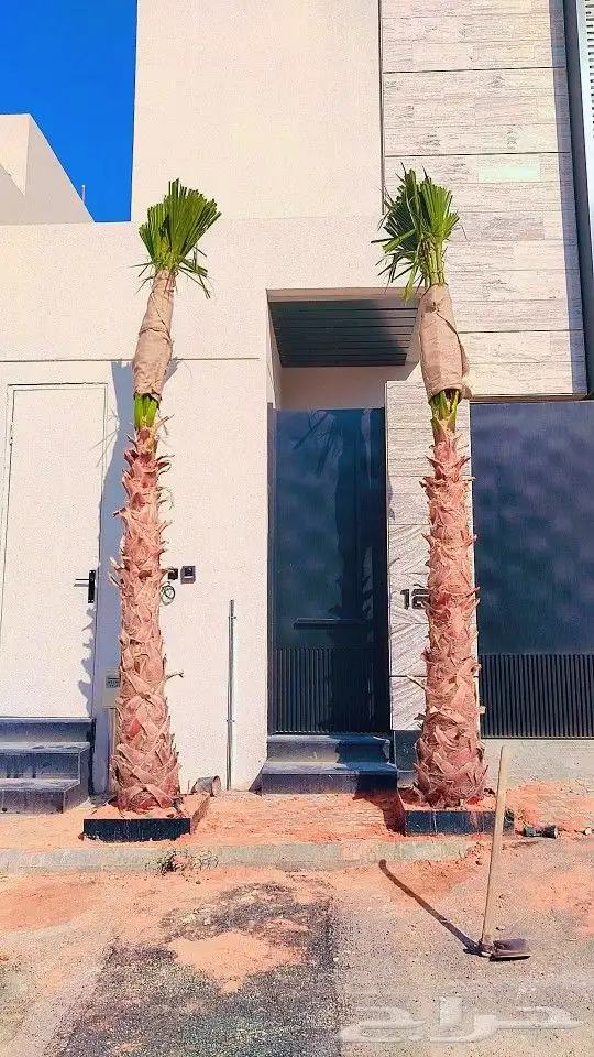 نخل واشنطني نخيل واشنطن 0