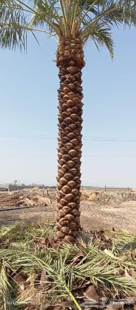 انخل للبيع 7