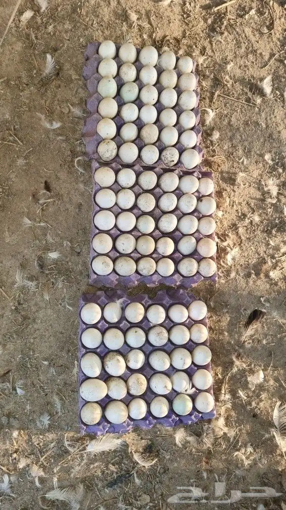 بط دبكين بيض مخصب مكان رابغ 0