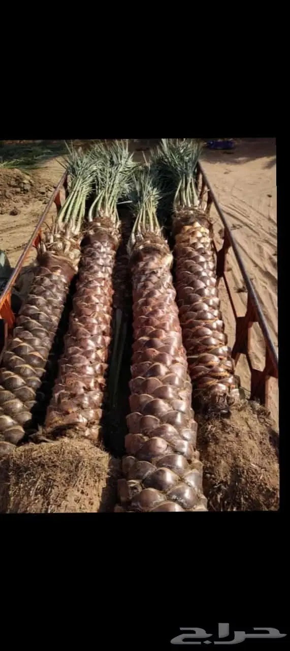 انخل للبيع 1