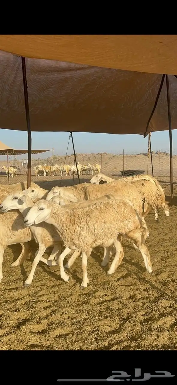 رخال حريه حرش 8