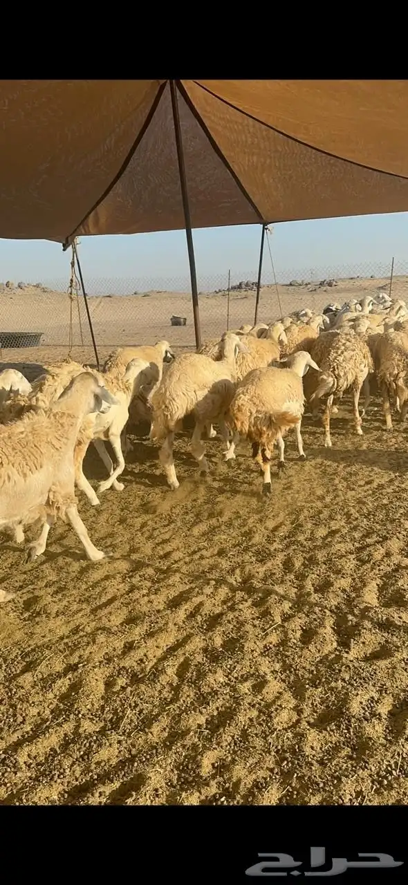 رخال حريه حرش 2