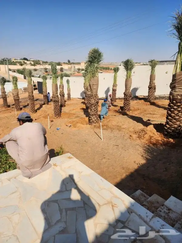 نخيل وشنطوني وعربي جميع المقاسات والانواع 0