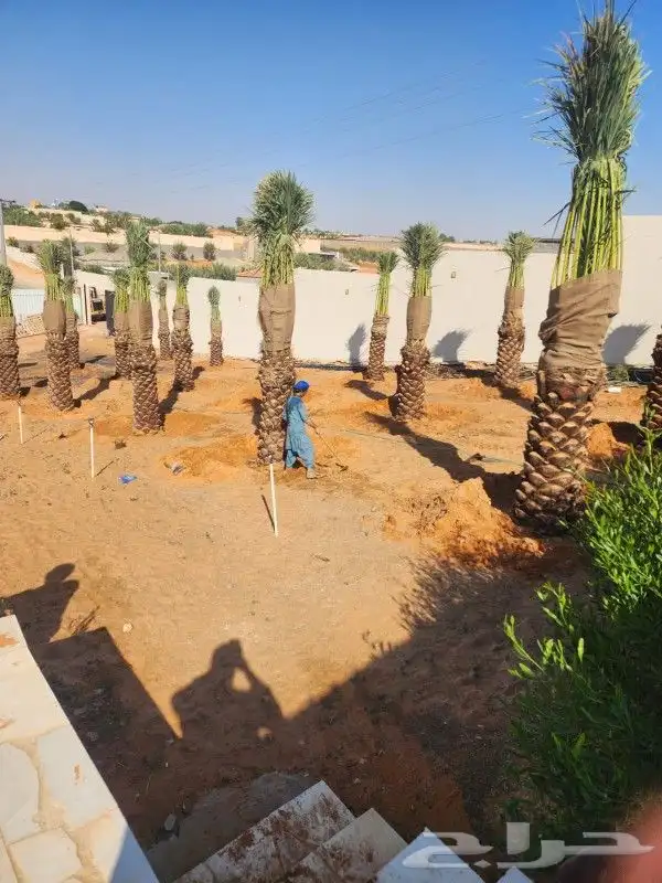 نخيل وشنطوني وعربي جميع المقاسات والانواع 2