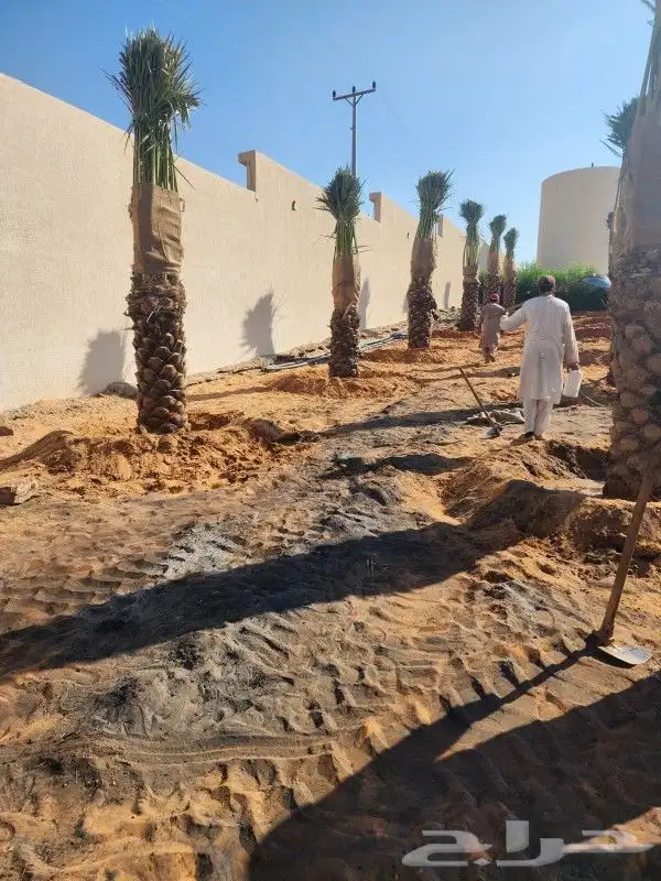 نخيل وشنطوني وعربي جميع المقاسات والانواع 1