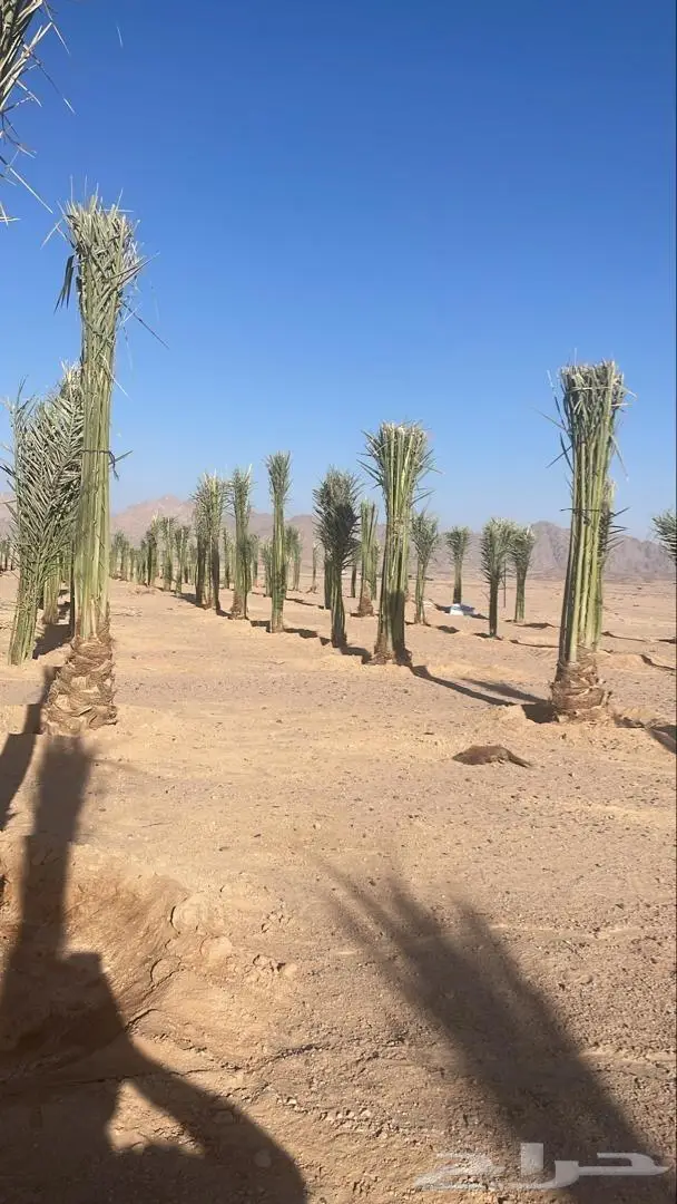 انخل للبيع 2