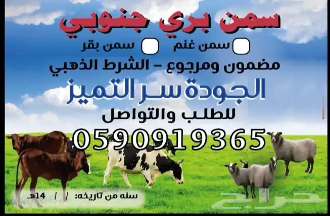 سمن بقر وسمن غنم مظمون ومرجوع شرط 9