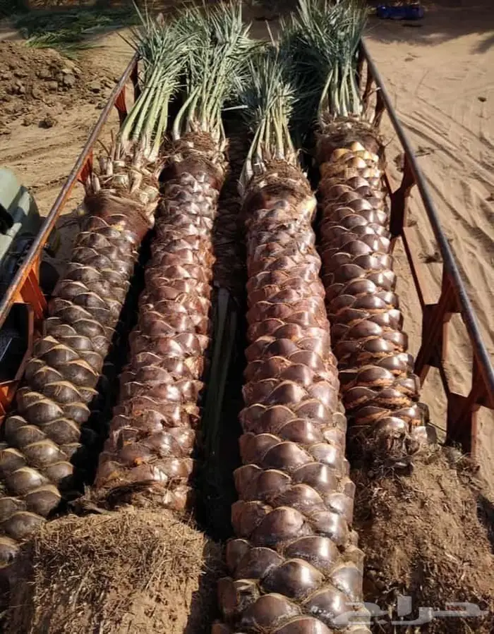 انخل للبيع 4