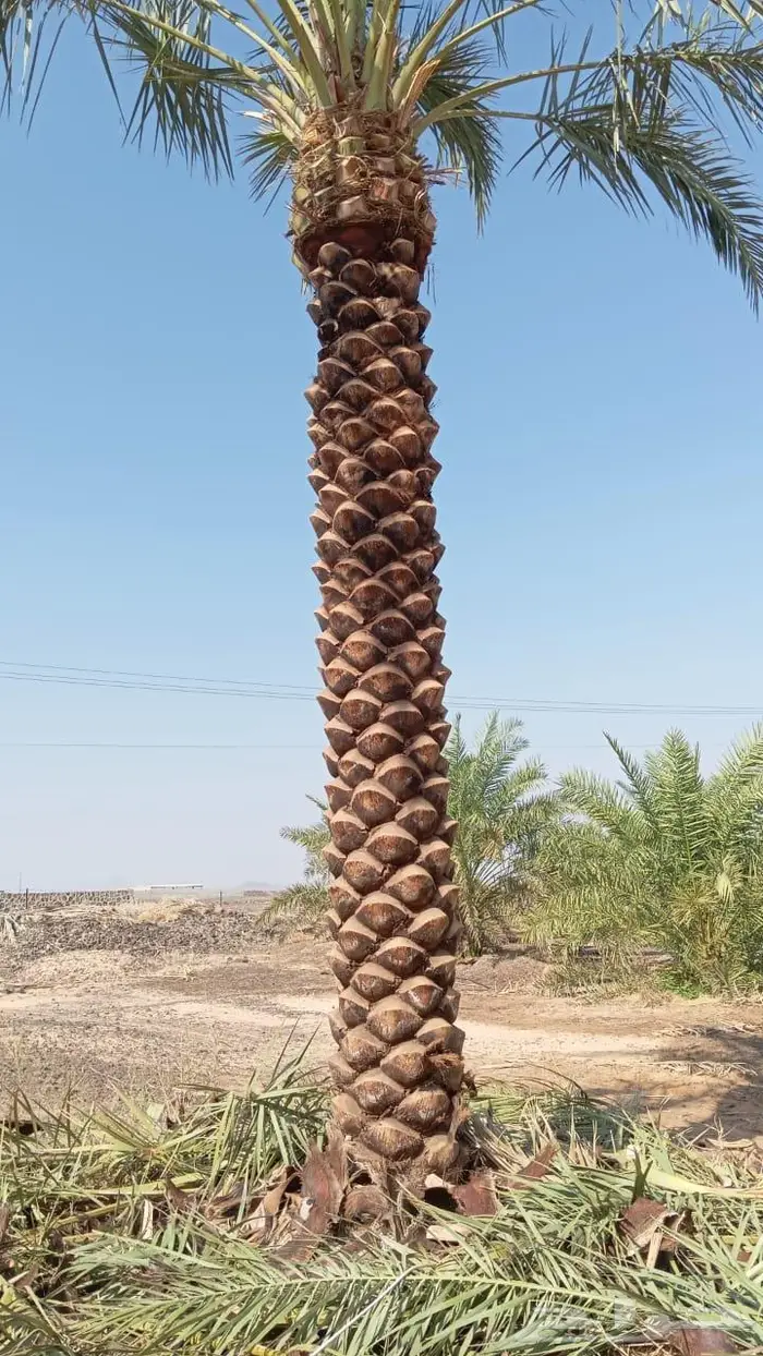 انخل للبيع 8